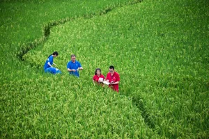In China konnte die Syngenta Group von der Zulassung eines neuen Fungizids profitieren. (Bild Syngenta Group)
