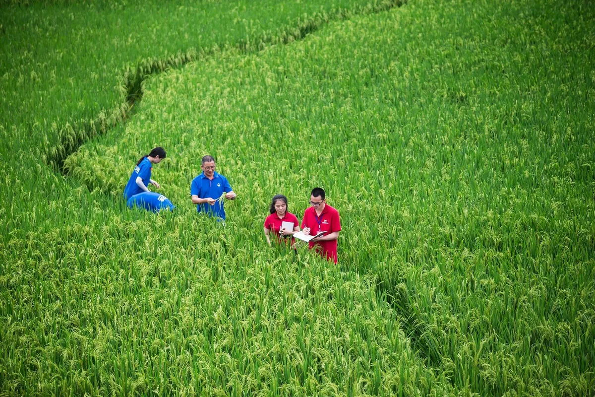 b398119a2a978133873ada13984bfa47e51270f4 In China konnte die Syngenta Group von der Zulassung eines neuen Fungizids profitieren. (Bild Syngenta Group)