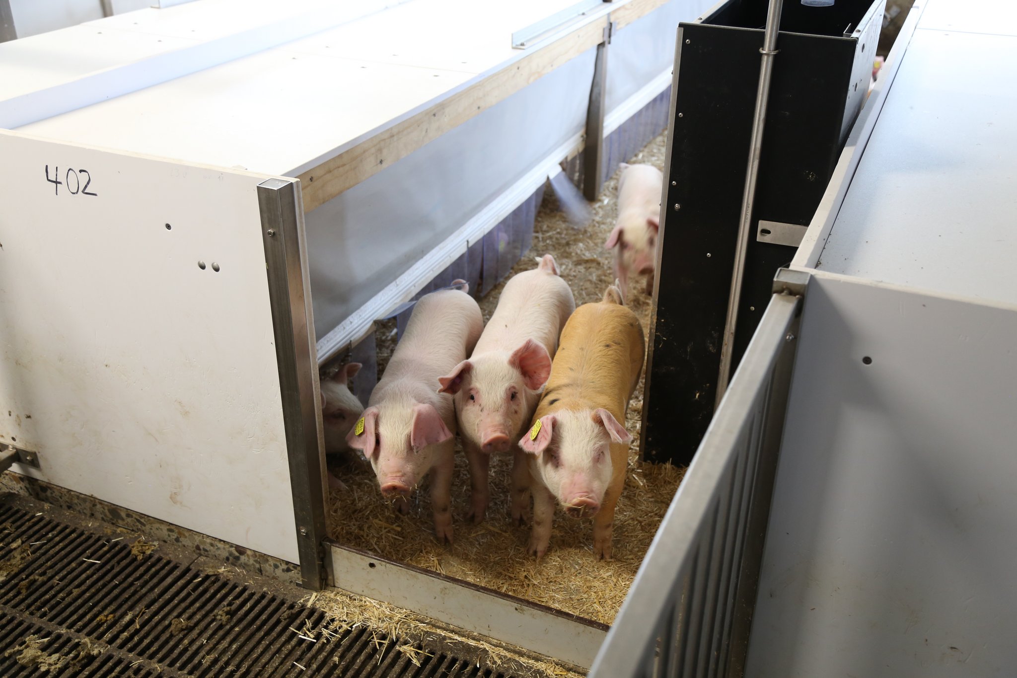 Schweizer Tierzuchtstrategie auf gutem Weg