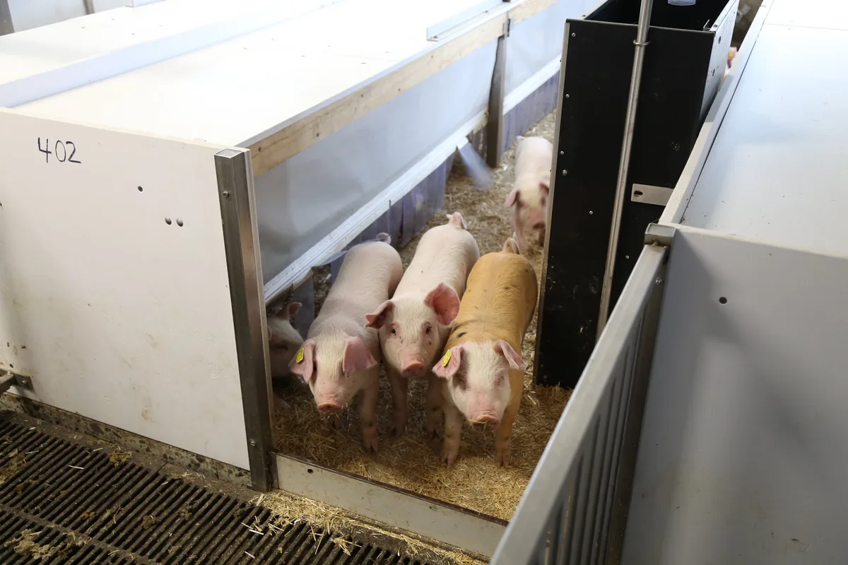 jager-schweineaufzucht-schweinemast-01_rh Schweizer Tierzuchtstrategie auf gutem Weg