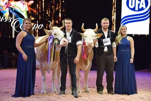 Die Simmental-Champion 2020 heisst Fabbio Azalea (links) von Ueli Schärz, Aeschi b. Spiez. Unetto Wallonie, Familie Schmid, Guggisberg BE, wurde Reserve-Champion. (Bild jba)