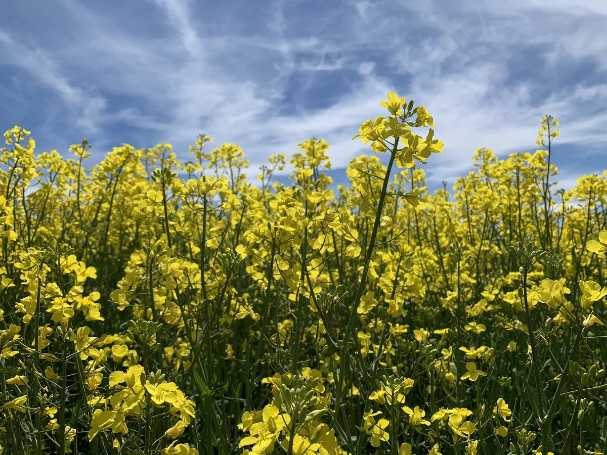 Rapsfeld_Bluete Swiss Granum hat die Liste der empfohlenen Getreidesorten für die Ernte 2023 veröffentlicht