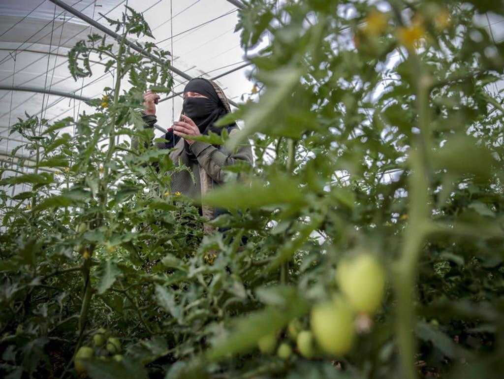 Als die UN-Ernährungs- und Landwirtschaftsorganisation Fao vor anderthalb Jahren in Ahlams Dorf eine Kampagne für Gewächshäuser vorstellte, war die Bäuerin eine der ersten, die sich überzeugen liess. (Bild Hani Al-Ansi/dpa)