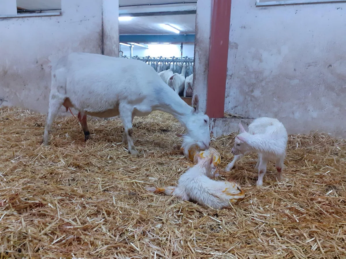 71c57ad75db613167abd2dc5973ea3fe08a29dbf Wichtig bei Ziegen: Sie müssen in der Startphase bei hohen Milchleistungen gut gefüttert werden, sonst droht eine Toxikose. (Bild Urs Hofstetter)