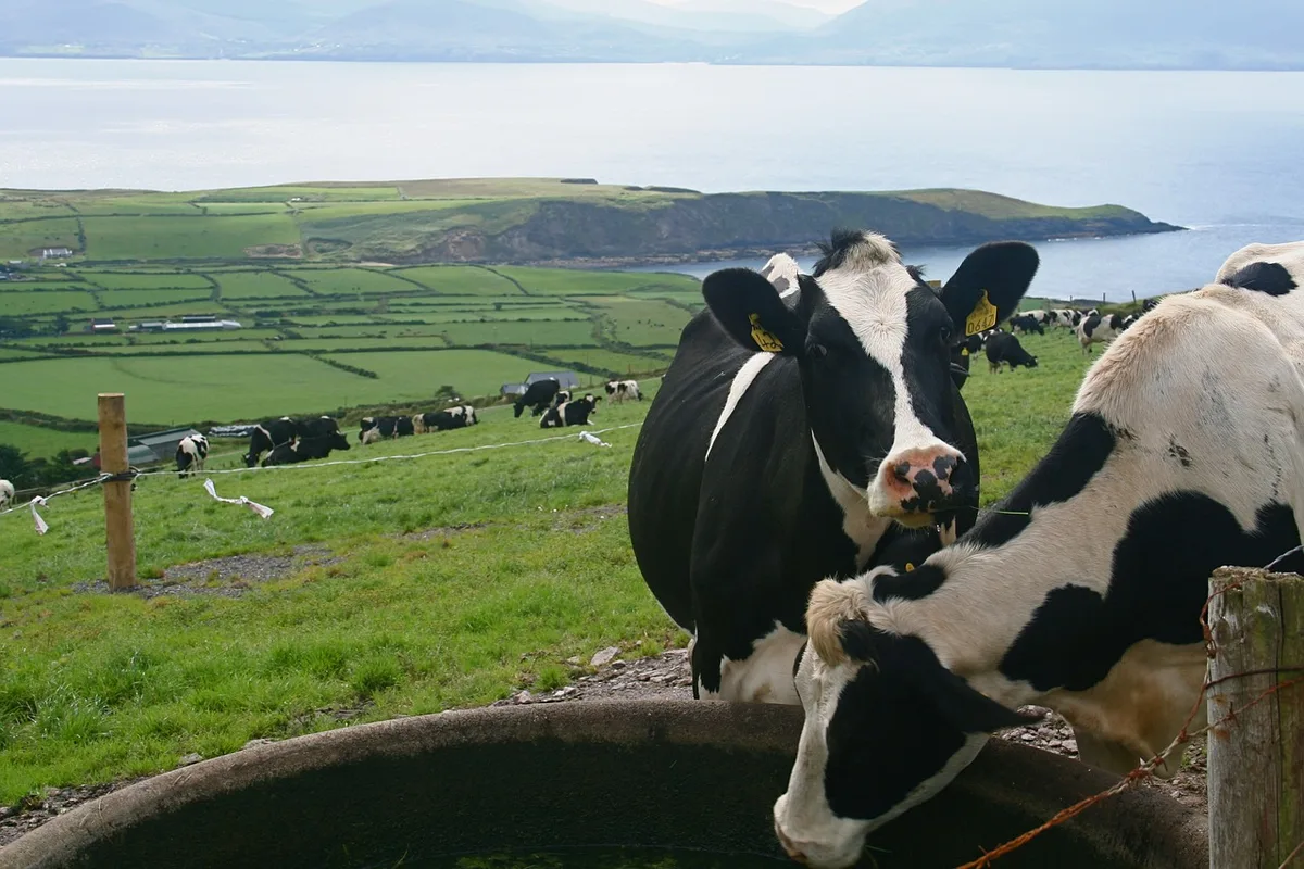 ec8c99cc4ad366b5db74fa7ce28e1cb731aea617 Irland leidet nicht unter der Dürre und hat genug Futter. (Symbolbild Pixabay)