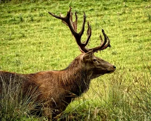 Seit Jahren wird Tuberkulose beim Rotwild im alpinen Raum im Grenzgebiet von Deutschland und Österreich festgestellt. (Symbolbild Pixabay)