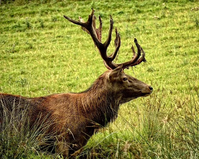 Seit Jahren wird Tuberkulose beim Rotwild im alpinen Raum im Grenzgebiet von Deutschland und Österreich festgestellt. (Symbolbild Pixabay)