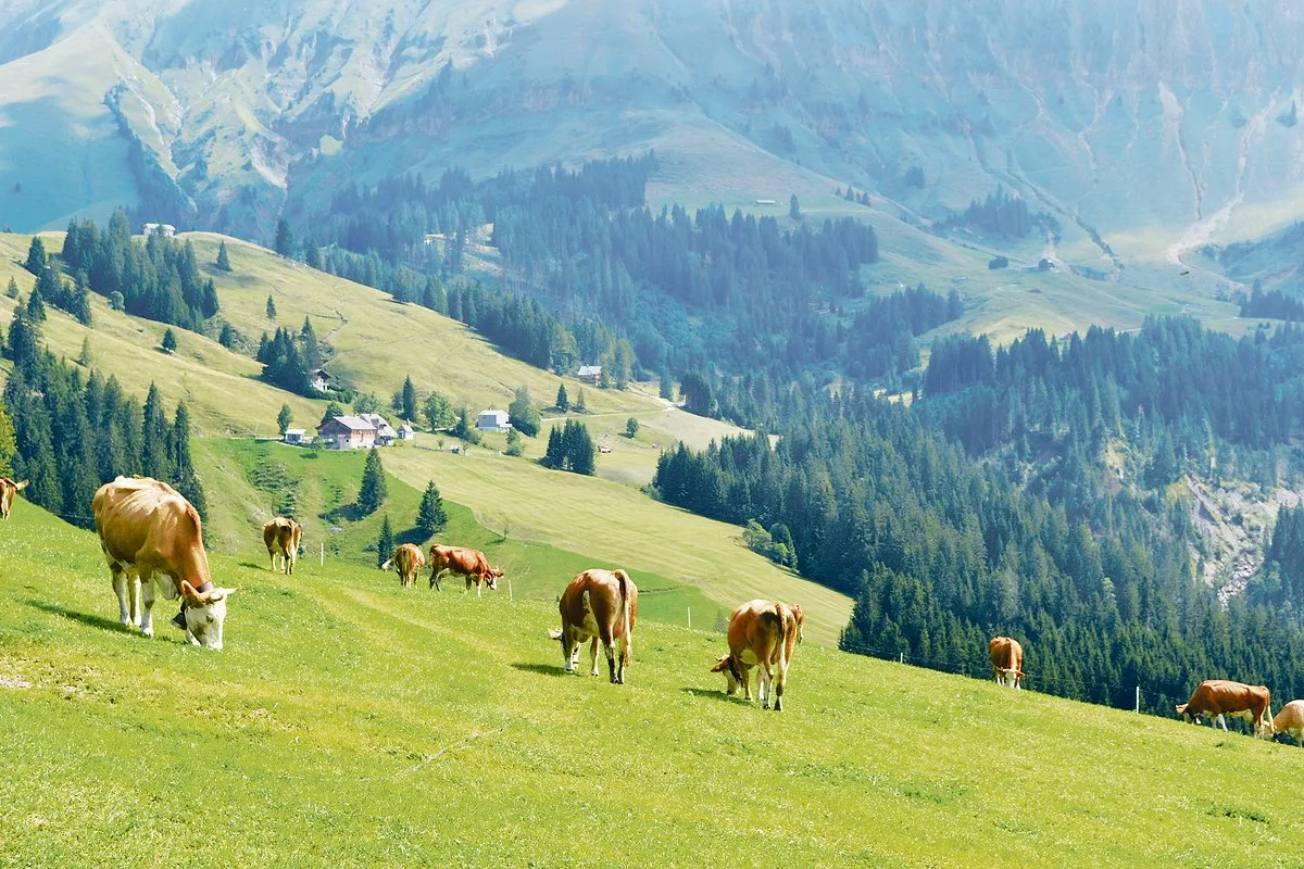 1fda449a52b03989bb9ebdc0188a76e7124edfad Schon heute wird in der Schweiz die meiste Milch und das meiste Fleisch aus dem Grundfutter produziert.(Bild Peter Fankhauser)
