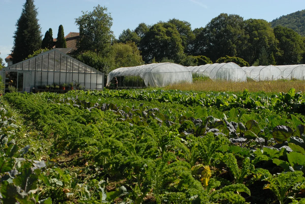 Räte wollen Treibhaus-Anbau auf Landwirtschaftsland erleichtern