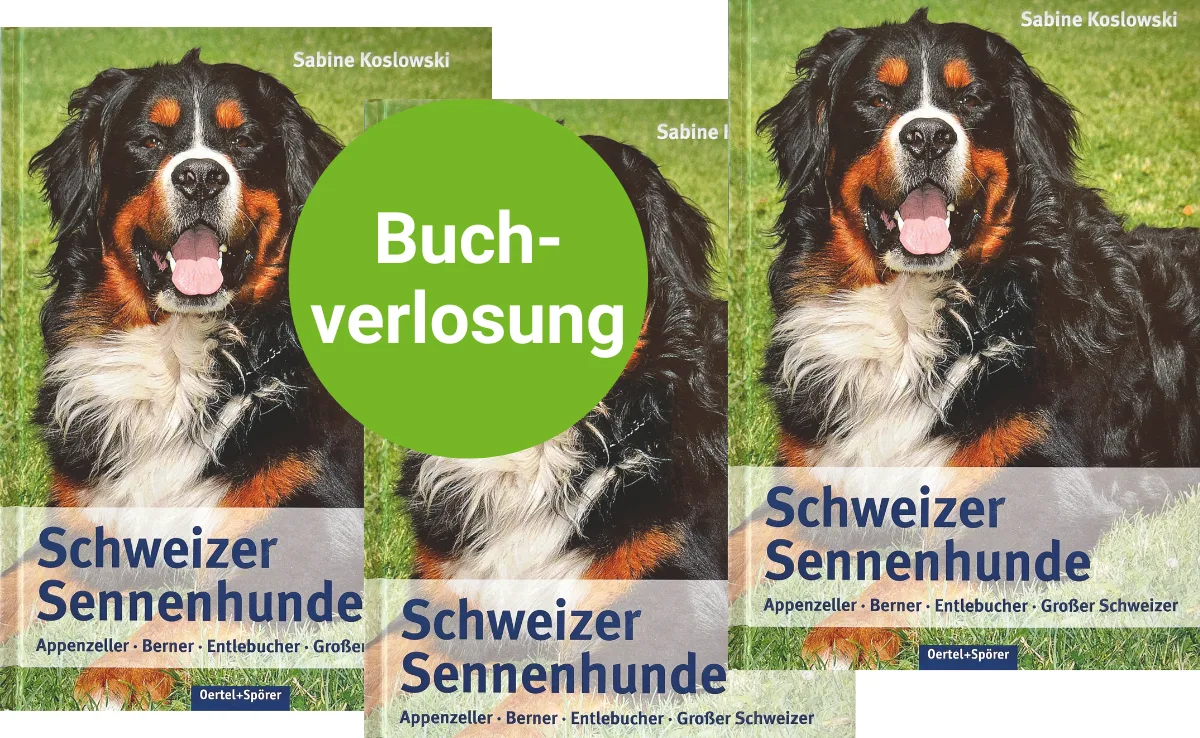 sennenhund-buch Schweizer Dialekt-Kolumne: Der Berner Sennenhund ist ein Dürrbächler
