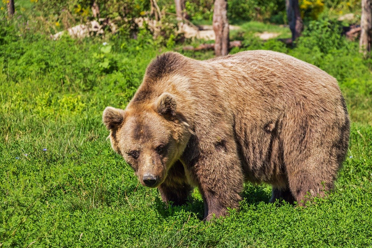 Man konnte noch nicht abschliessend feststellen, ob es sich beim Wildtier um den Bären M29 handelt. (Symbolbild Pixabay)