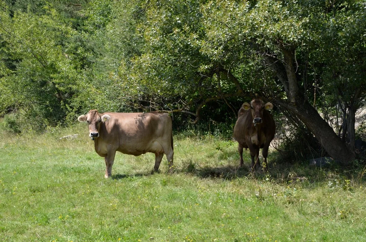 Brown-Swiss-Kuehe-suchen-Schatten Über eine Milliarde Kühe leiden bis 2100 unter Hitzestress