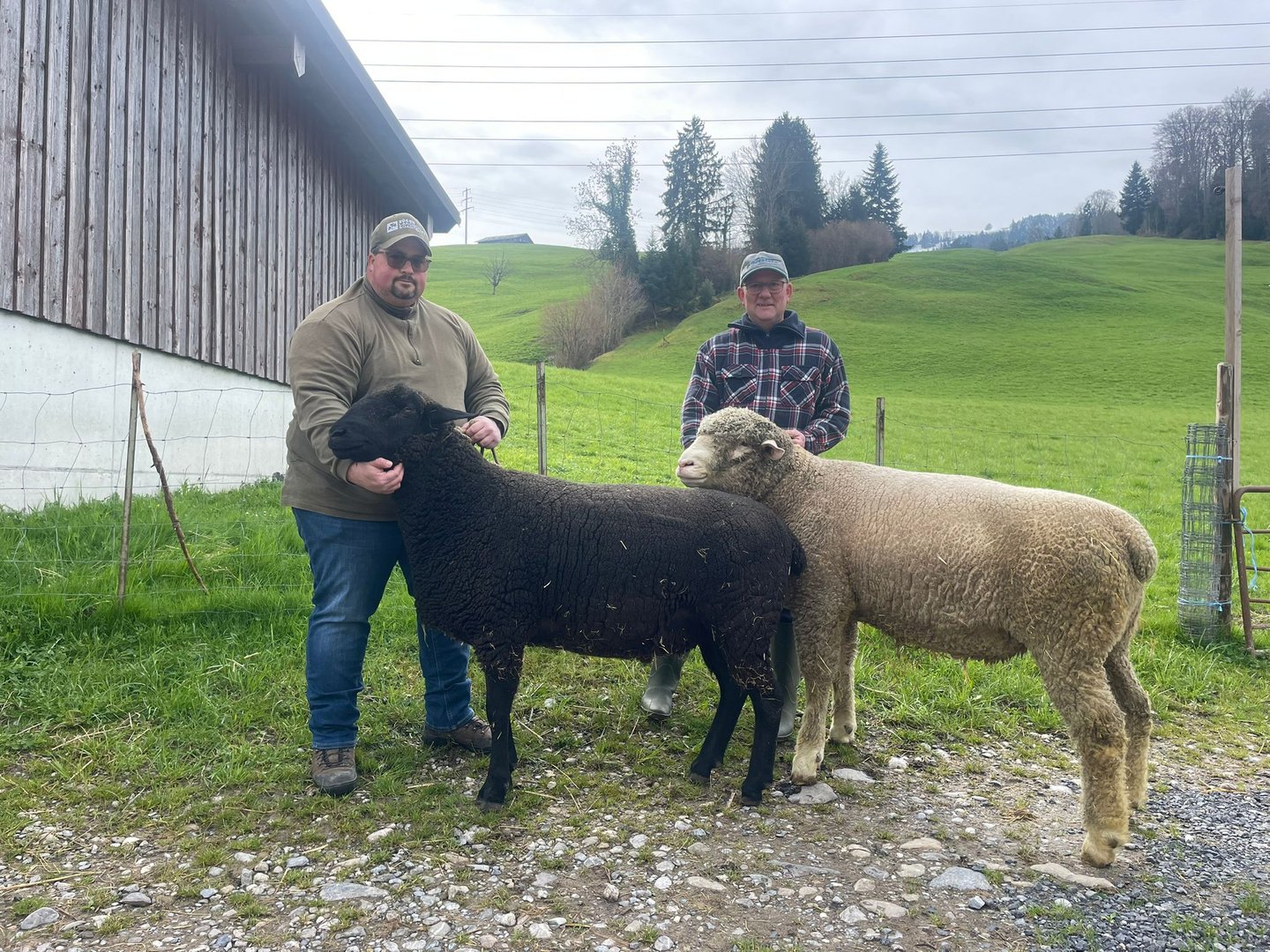 Blauzunge, Moderhinke und der Wolf setzen den Schafbetrieb von Armin Züger unter Druck