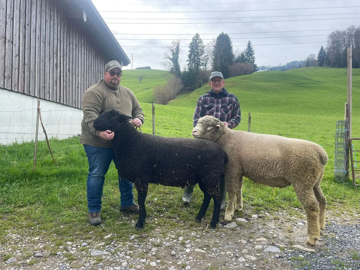 Blauzunge, Moderhinke und der Wolf setzen den Schafbetrieb von Armin Züger unter Druck