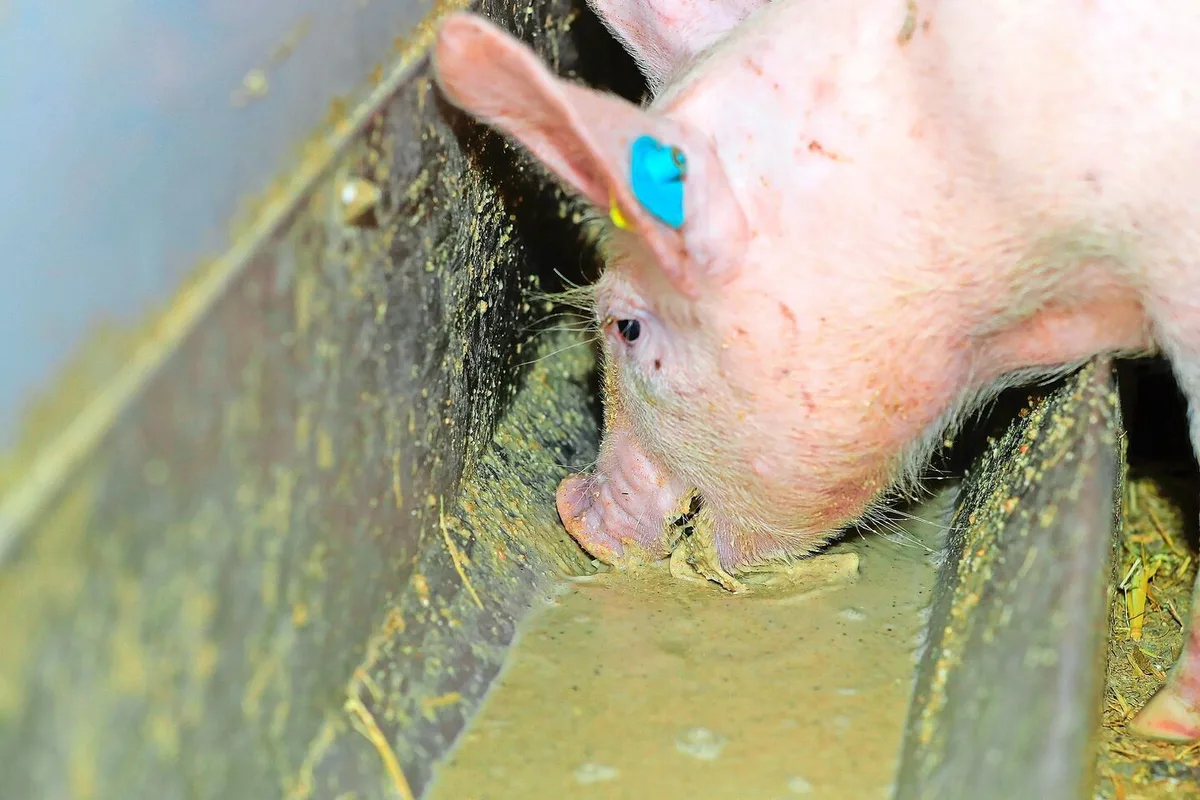 Ab 2026 muss allen Mastschweinen im Aargau Benzoesäure zugefüttert werden. Das soll die Ammoniakemissionen durch tieferen pH in der Gülle reduzieren