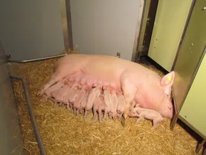 Säugende Muttersau auf dem Betrieb von Res und Roli Hertach in Hohentannen TG.