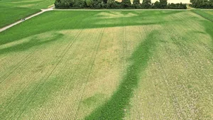 Die Drohnenaufnahme vom 2. Juli 2025 zeigt die kiesigen Stellen in der Parzelle. Im tiefgründigeren Boden blieben die Zuckerrüben grün. Die linke Hälfte wurde gepflügt, die rechte geeggt.