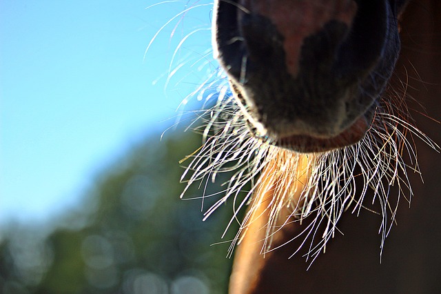Das 15-jährige Mädchen fiel beim Reiten vom Pferd. (Bild Pixabay)