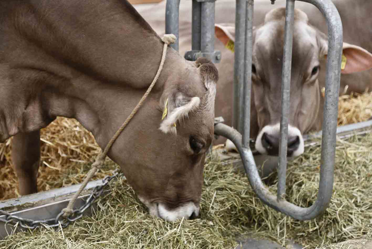 Viele Bauern müssen bereits Heu verfüttern. (lid)