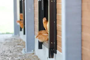 Mehr Auslauf führe nicht dazu, dass sich z. B. Hühner gegenseitig nicht mehr verletzen, erläutert Tierarzt Franz Renggli.