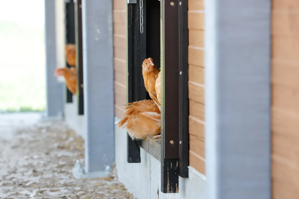 BZ-AKT2-36-MTI Der Tierschutz ist dafür, die Tierärzte gegen die Massentierhaltungs-Initiative