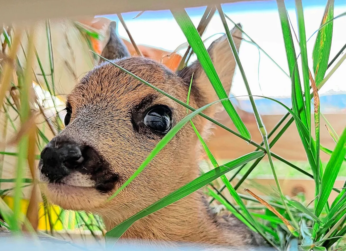 f409fb278a65584dcc1046490aa0ca6ff6f3f92ff7312b17558cd820d4dda045 Ende April bis Anfang Juli setzen die Rehgeissen ihre Kitze. Dann gilt es, vor dem Mähen nach den Tieren Ausschau zu halten – am besten aus der Luft, sagt der STS.