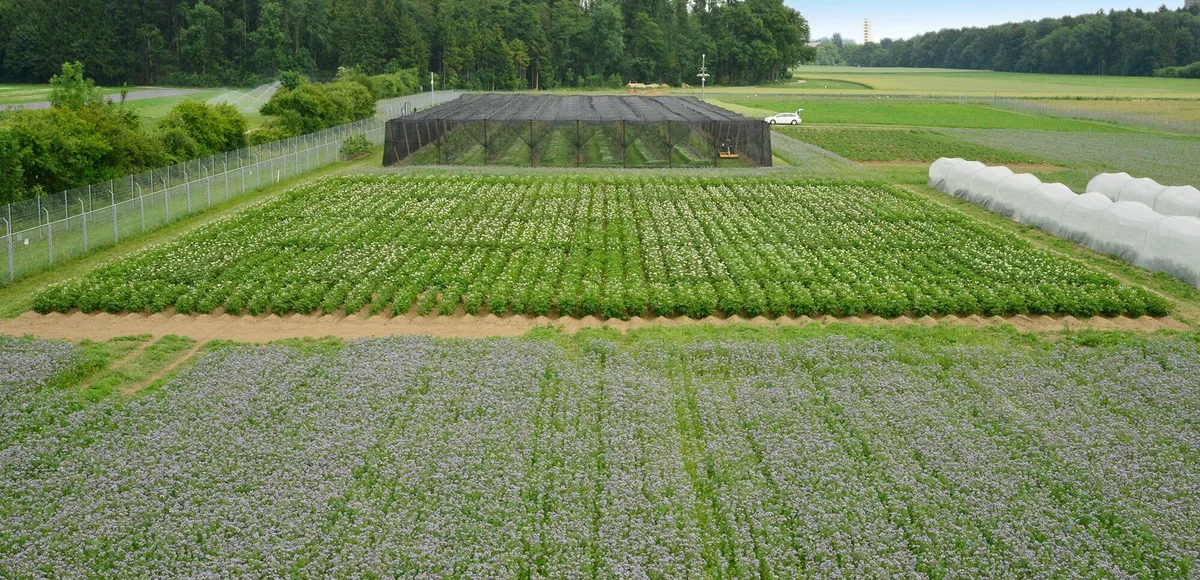 df1af84720ea24bbc65f24035597d6f1 Für die Versuche gelten strenge Auflagen, damit die GVP das Versuchsfeld nicht verlassen. (Bild Agroscope/Waldburger M.)