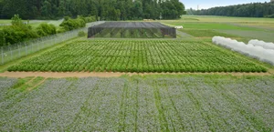 Für die Versuche gelten strenge Auflagen, damit die GVP das Versuchsfeld nicht verlassen. (Bild Agroscope/Waldburger M.)