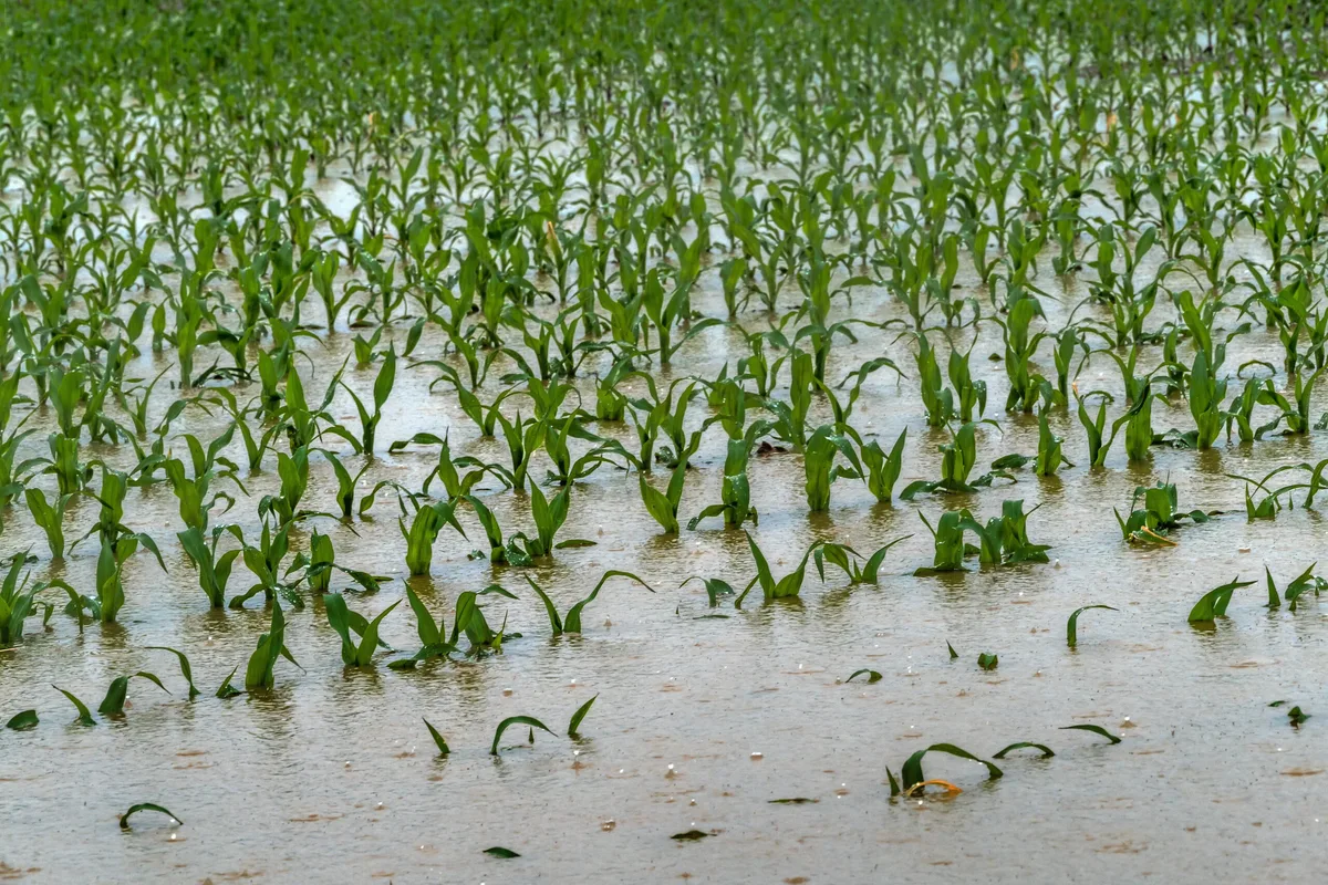 1b56da454313267520e39a7eafa573a3e12cfa44 Durch die starken Niederschläge kam es zu lokalen Überschwemmungen. (Symbolbild ©Gina Sanders - stock.adobe.com)