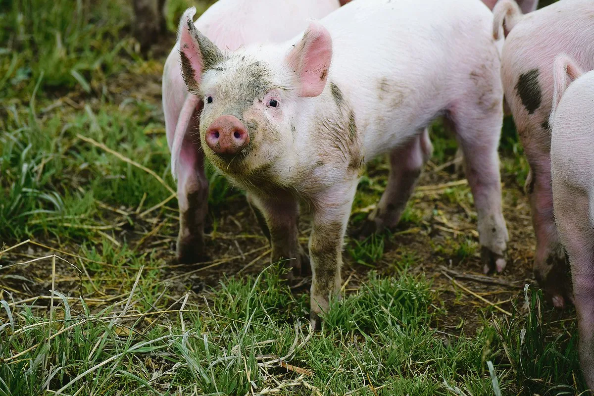 8795ae8553f414ad67ebeabeda9d33b3ad7d4192 Die Schweinezüchter profitierten davon, dass es 2019 zu wenig Jager hatte und die Nachfrage entsprechend gut war. Sie erzielten Rekordpreise.(Bild Daniela Joder)