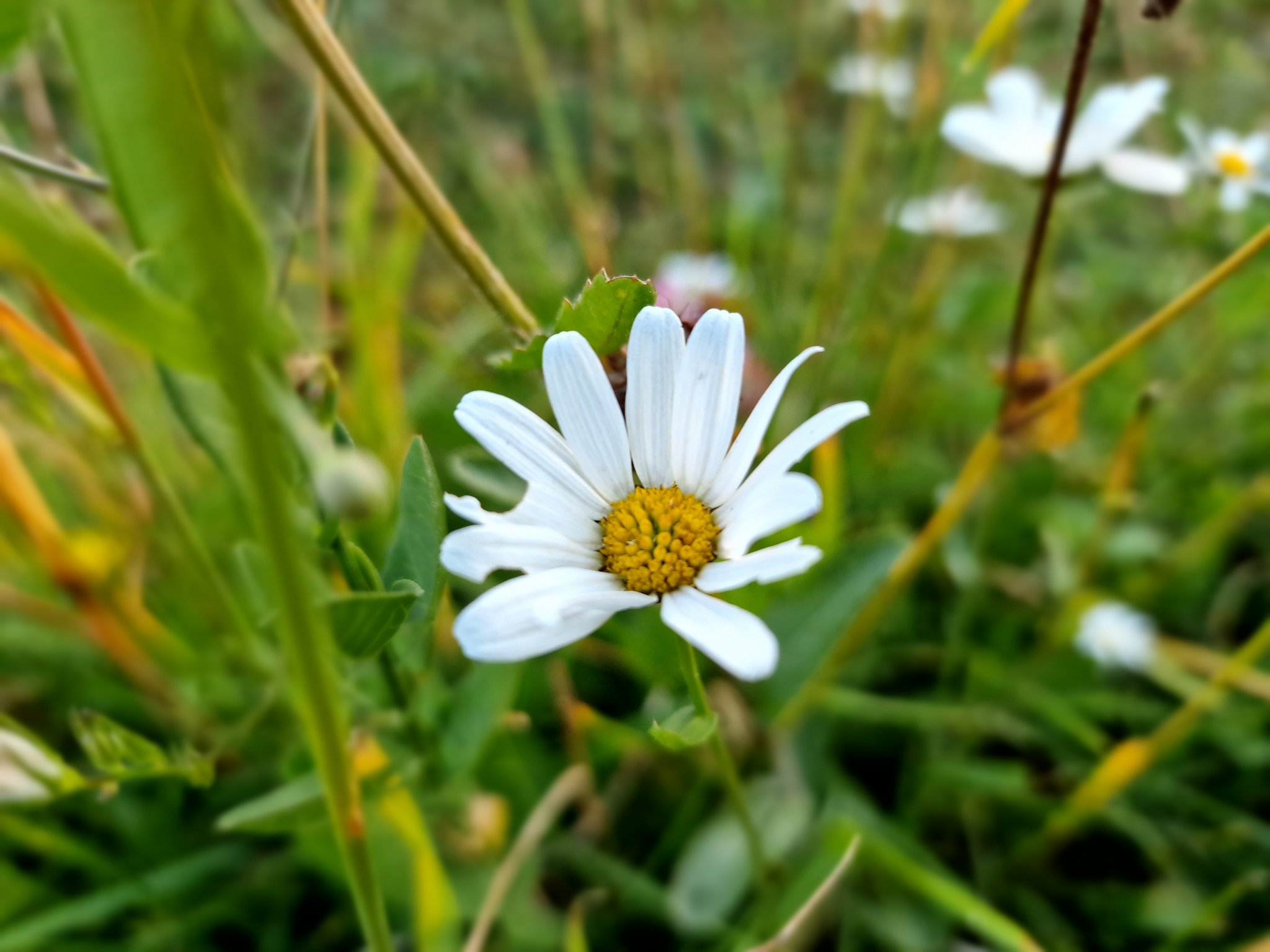Die Schweiz verliert in Sachen Biodiversität den Anschluss an die EU