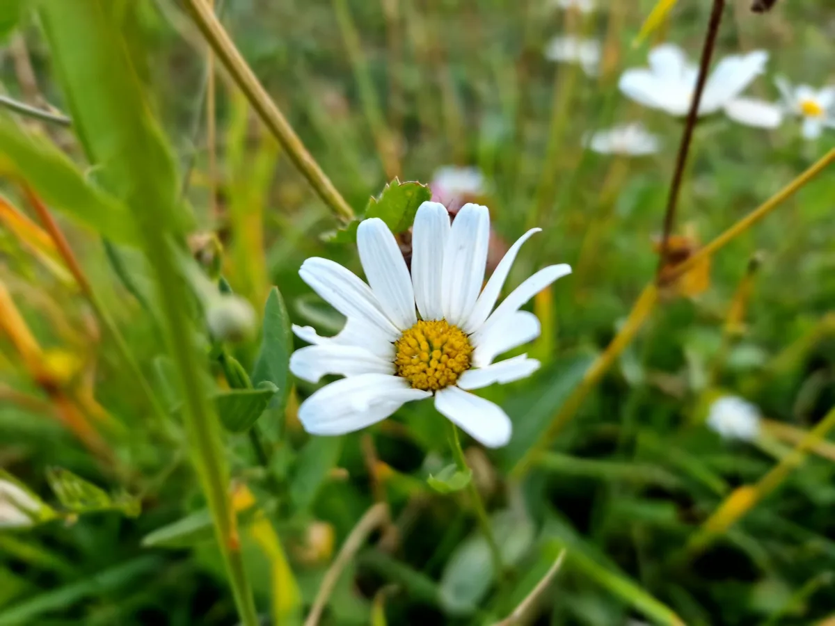 Die Schweiz verliert in Sachen Biodiversität den Anschluss an die EU
