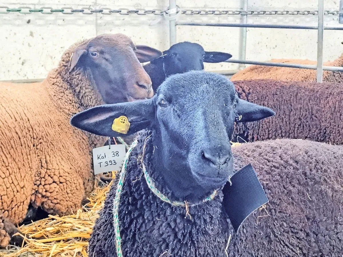a5978ffa86373f2c5f2282d03df76c848ecb344d0f26d04c593f421eacde623a Laut Identitas leben derzeit 409 580 Schafe in der Schweiz. Nur gut zehn Prozent davon sind im Herdebuch des Schweizerischen Schafzuchtverbandes – der Grossteil sind Gebrauchsherden.
