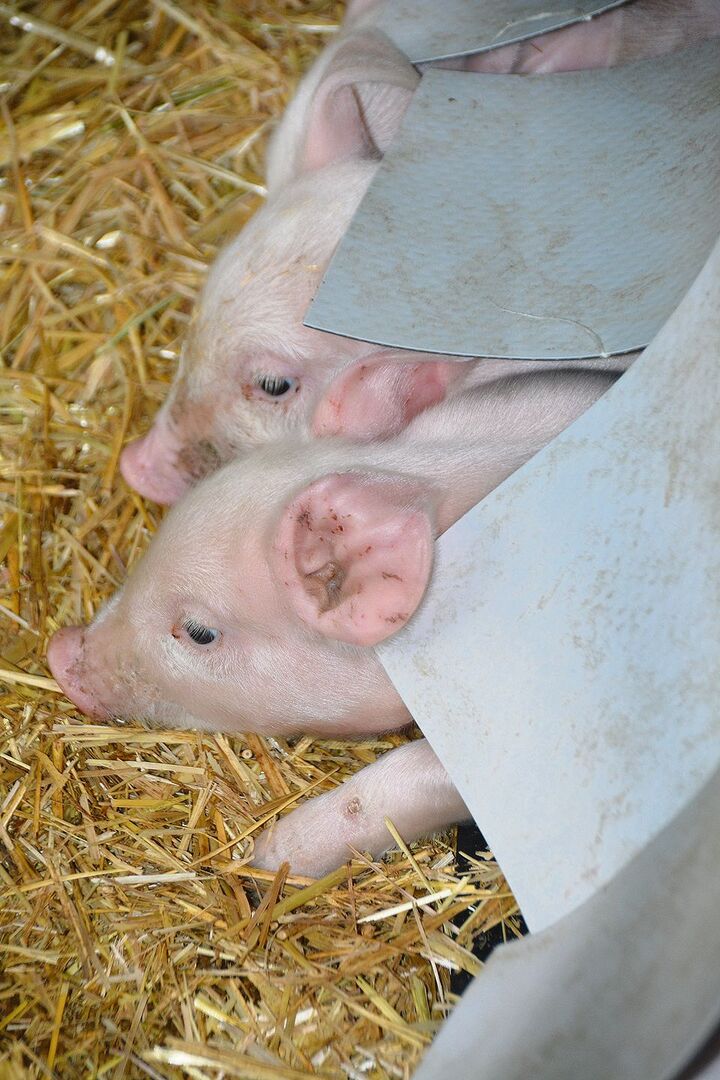 Effiziente Nestwärme im Schweinestall wird unterstützt
