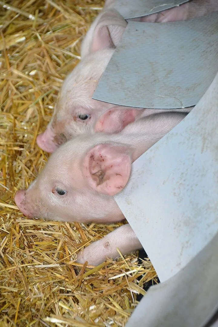 5febf67fe0ea9bfb9ecc34bb8eb31eb0be8d9891f071f9baf6263a61f97ef7d1 Effiziente Nestwärme im Schweinestall wird unterstützt
