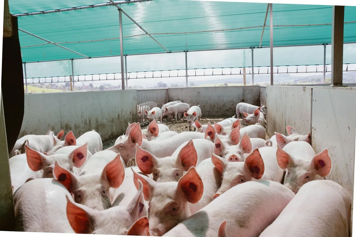 Guter Absatz zu guten Preisen, hiess es letztes Jahr auf dem Schweinemarkt. Der Höhenflug wurde diesen Sommer gebremst.