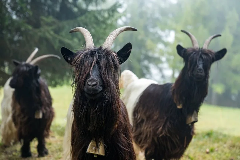 AdobeStock_388028892-800px Grosse Suchaktion nach vermisstem Ziegenhirten im Wallis