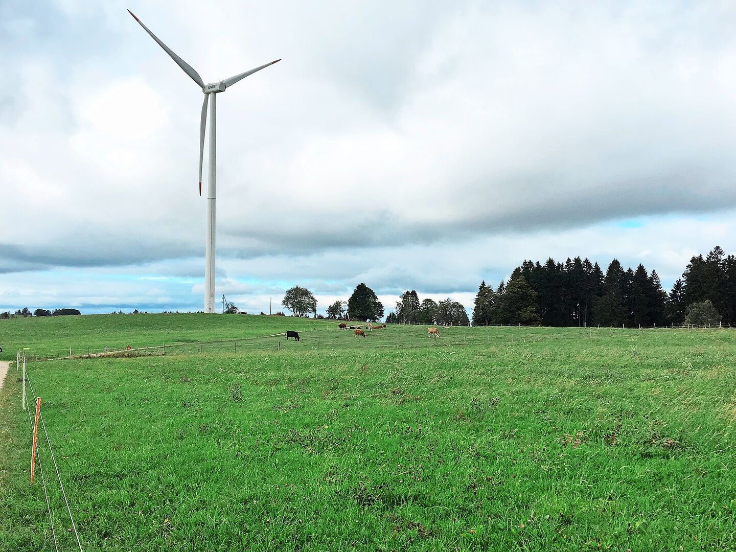 Rund um das Windrad im Kanton Jura weiden Kühe. Das soll auch im Kanton Zürich realisiert werden. Der Regierungsrat legte den Richtplan mit 20 Standorten vor, wo Windparks entstehen könnten.