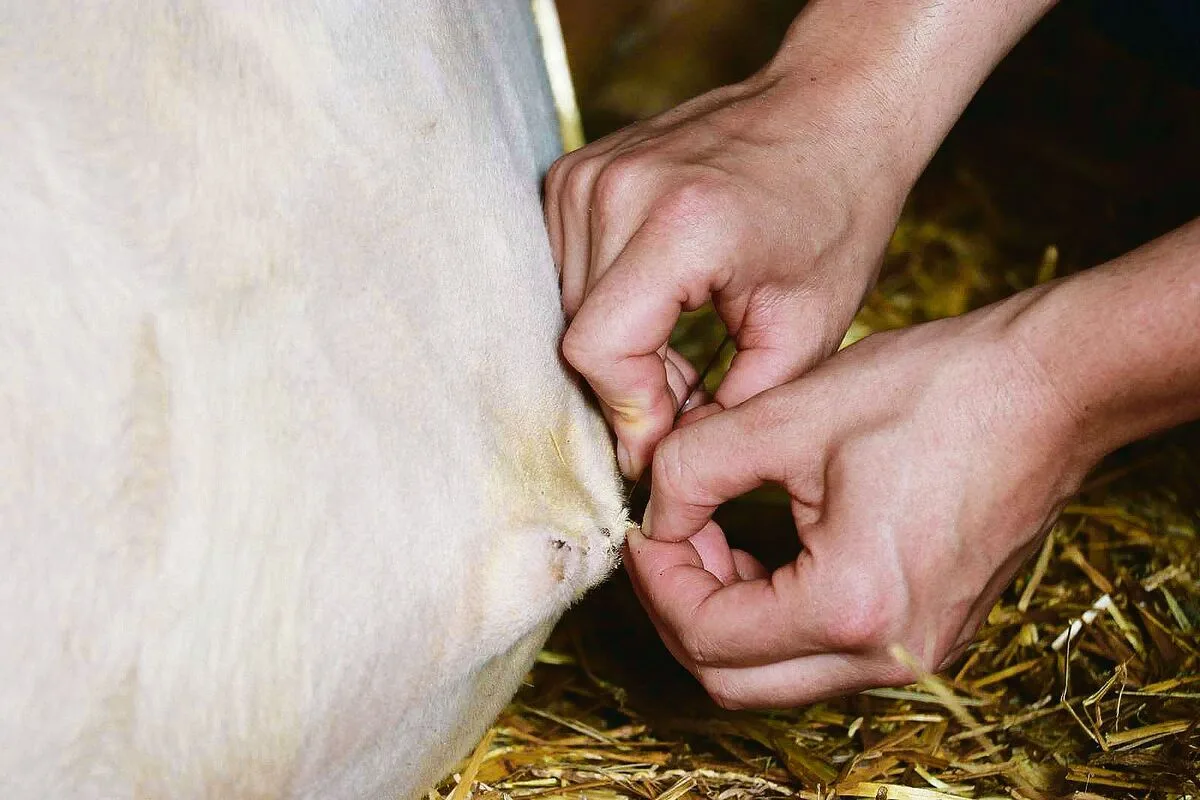 Verantwortungsvoller Tierarzt-Job auf dem Land.