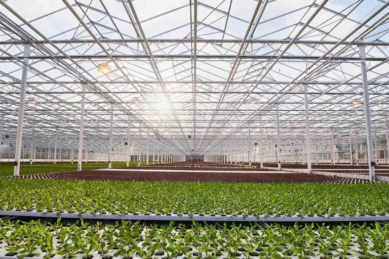 68a0ad95de22ac7d28586bf3bf4f5e306354efb9 Ab 2025 kommt nur noch Gemüse aus Gewächshäusern, die erneuerbar beheizt wurden, in die Migros. (Bild Migros)