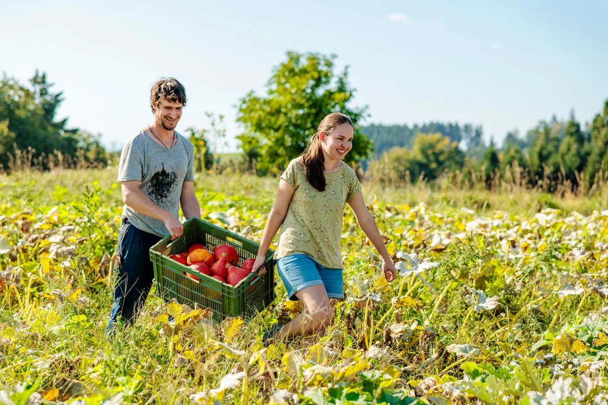 Porjekt Seitenwechsel Landwirtschaft Matthias Knecht, Lernender der biodynamischen landwirtschaftlichen Ausbildung und Lena Lampart, angehende Köchin bei der Kürbisernte.