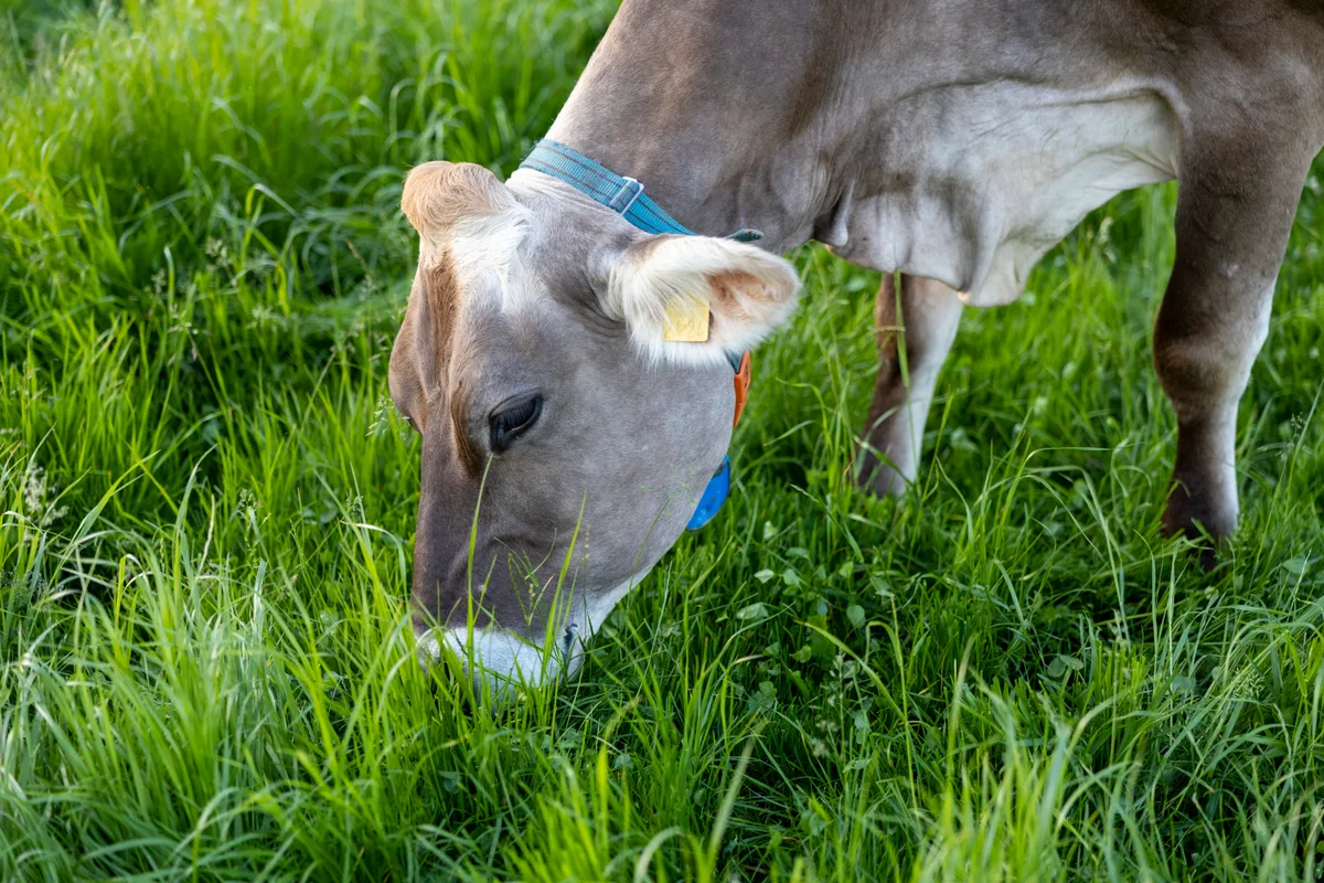 Wie und ob die Produktion von tierischen Lebensmitteln in stark belasteten Gebieten überhaupt noch möglich ist, bringt für LandwirtInnen viel Ungewissenheit mit sich. 
