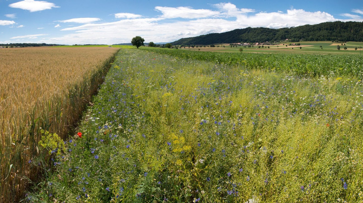 Nützlingsstreifen fördern die Biodiversität und helfen bei der Schädlingskontrolle im Feld. (Bild Gabriela Brändle / Agroscope)