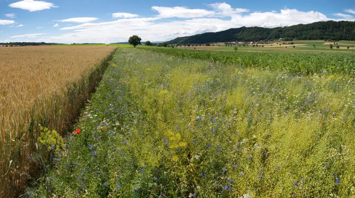 98d3095c5c3349289adba6558444ea1bff615206 Nützlingsstreifen fördern die Biodiversität und helfen bei der Schädlingskontrolle im Feld. (Bild Gabriela Brändle / Agroscope)