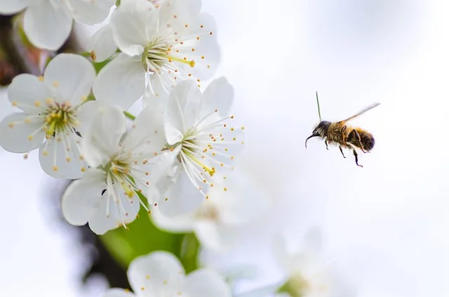 5af8e39a4dab4acb36dd009ffd1de23e703bd95a Besonders in frühlingshaft blühenden Obstbaumhainen sollte an Bienen gedacht und möglichst auf Pflanzenschutzmittel verzichtet werden. (Bild Pixabay)