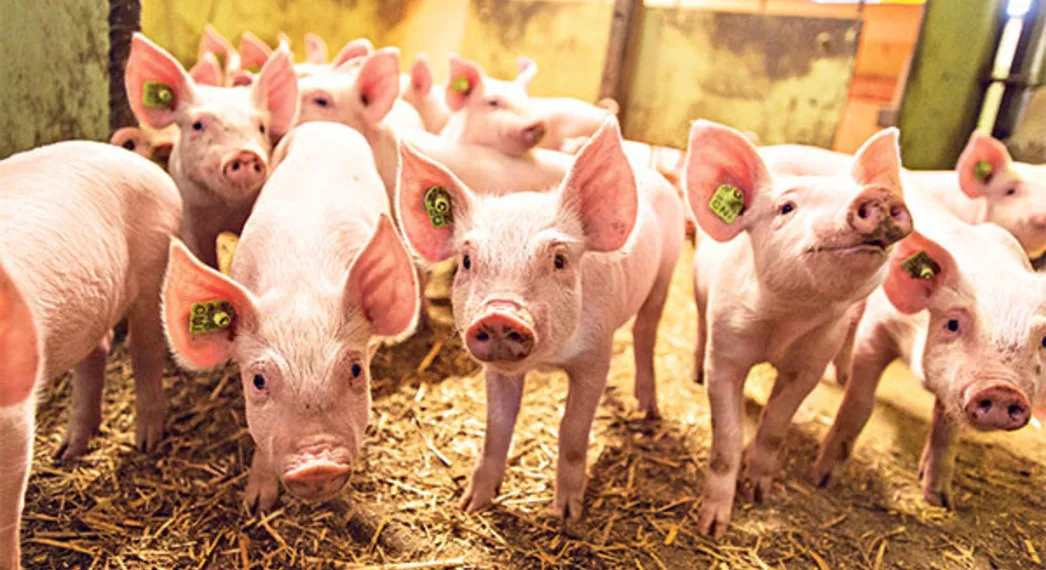 b1bc94a0cd0dcb19afb1d13de211d81ab94b90e2 Härtere Anforderungen: Ab 2021 gibts für die Halter im IP- und im Coop-Naturafarm-Schweineprogramm neue Regeln für Mindestflächen, Kontrolle und Prämien. (Bild pd)