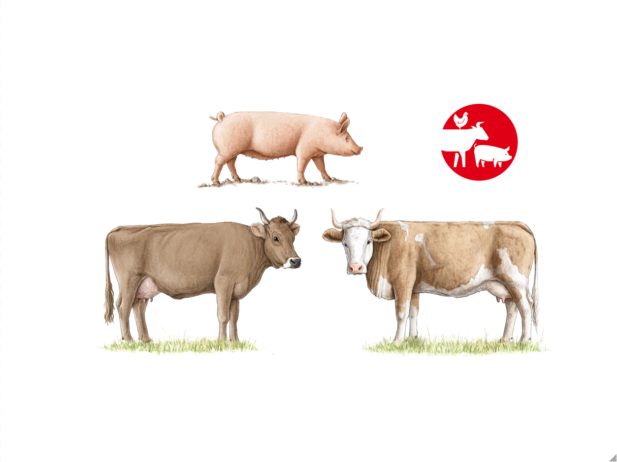 Symbolbild mit einer Kuh und einem Schwein.