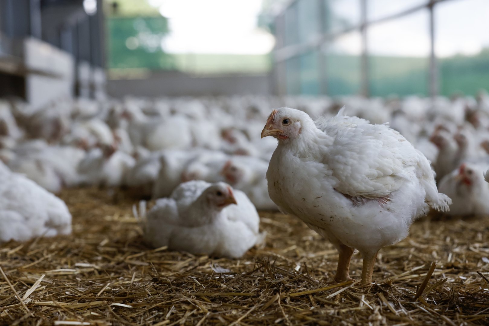 Inlandanteil sinkt beim Geflügel trotz Produktionsrekord