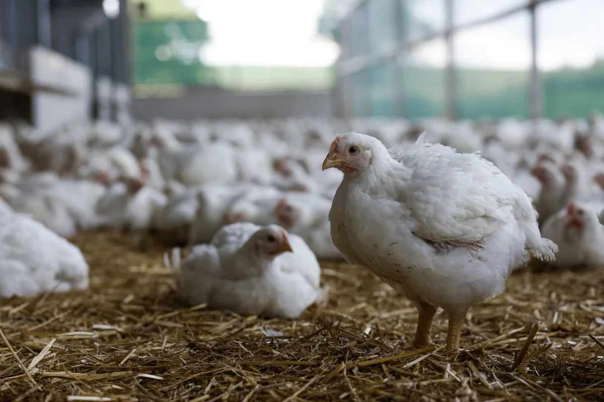 080426Poulet Inlandanteil sinkt beim Geflügel trotz Produktionsrekord