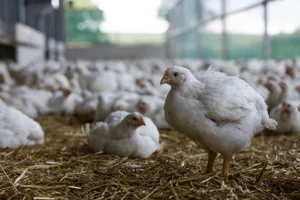 Pouletfleisch ist auf dem Markt sehr gefragt.